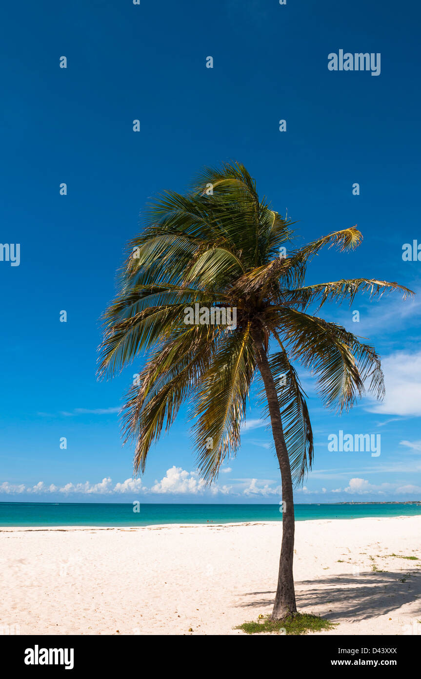 Lone Tree Palm, Palm Beach, Aruba, Lesser Antilles, Caribbean Banque D'Images