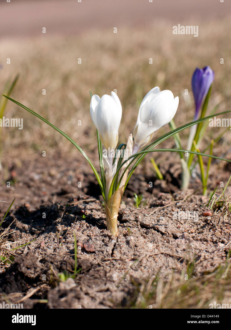 Glade Spring white perce-neige dans les bois Banque D'Images