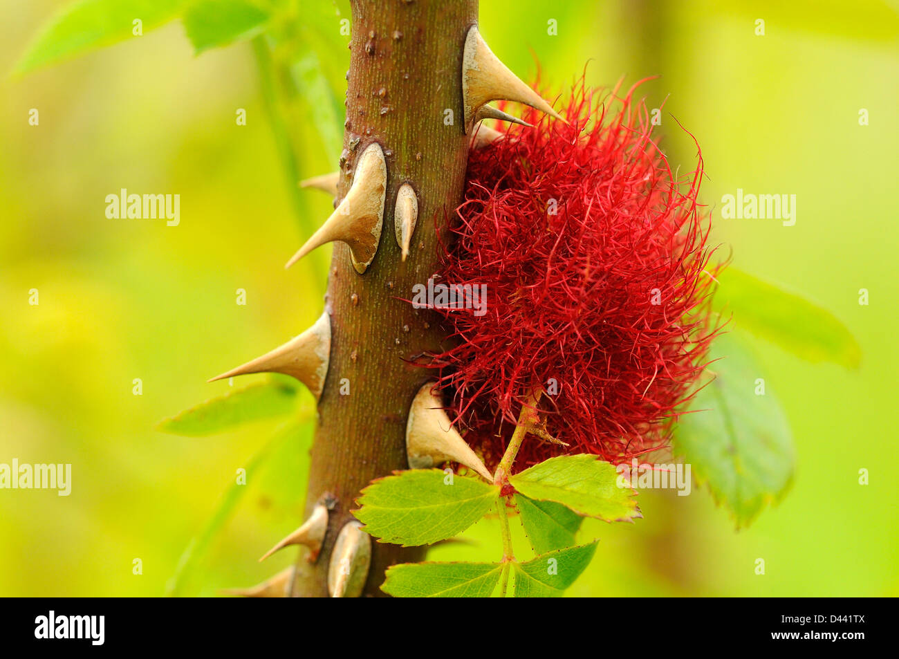 Robin's Pincushion Gall (Diplolepsis rosae) gall mature sur dog rose tige, Oxfordshire, Angleterre, juin Banque D'Images