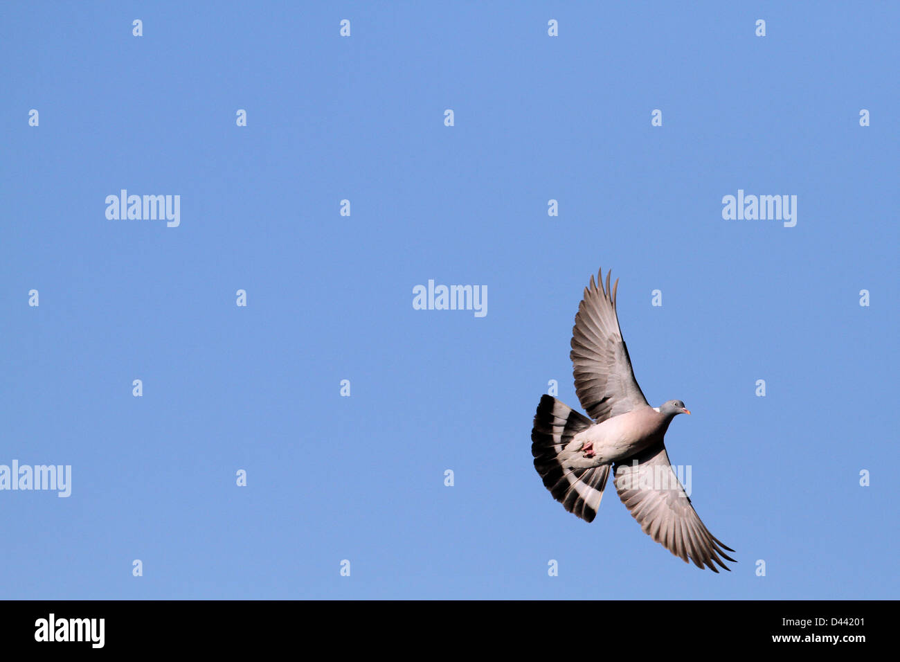 Oiseau en vol contre ciel bleu avec des ailes complètes réparties Banque D'Images Oiseau en vol contre ciel bleu avec des ailes complètes réparties Banque D'Images