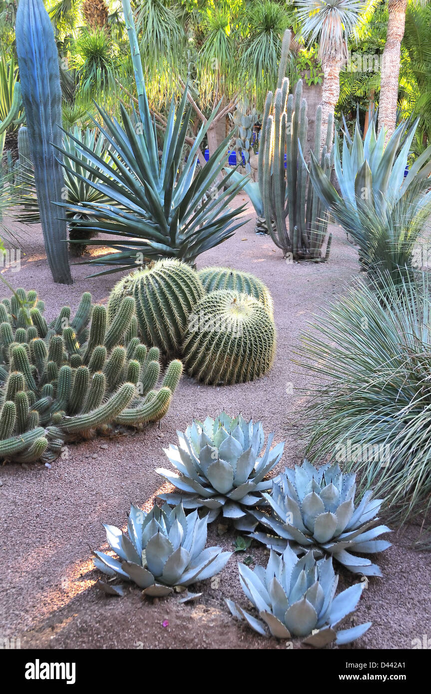 Cactus dans le Jardin Majorelle, conçu par Jacques Majorelle et restauré par Yves Saint Laurent à Marrakech, Maroc. Banque D'Images