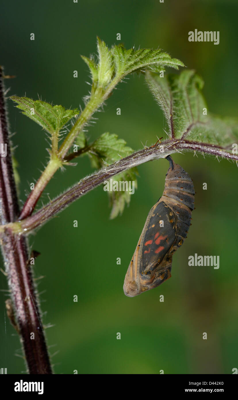 Papillon belle dame (Vanessa cardui) chrysalide accrochée à l'ortie feuille, sur le point d'éclore, Oxfordshire, Angleterre, juillet Banque D'Images