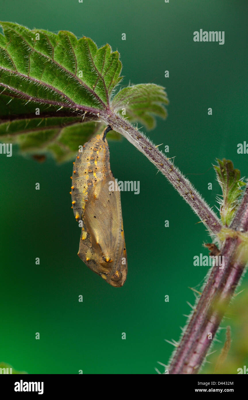 Papillon belle dame (Vanessa cardui) chrysalide accrochée à l'ortie feuille, Oxfordshire, Angleterre, juillet Banque D'Images