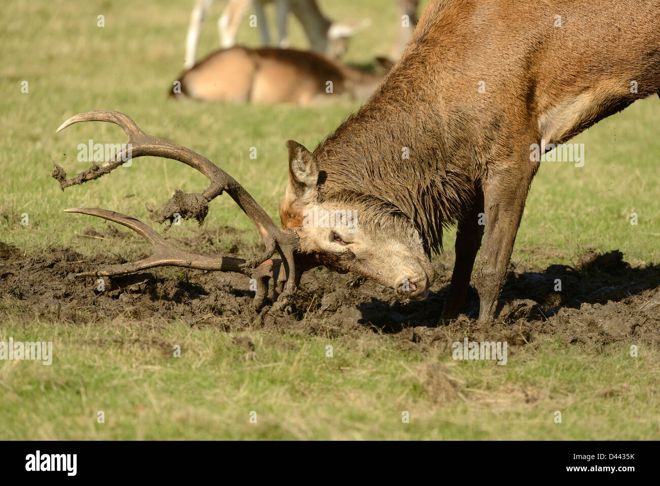 Red Deer (Cervus elaphus) stag couvrant les bois dans la boue pendant le rut, Richmond Park, Angleterre, octobre Banque D'Images