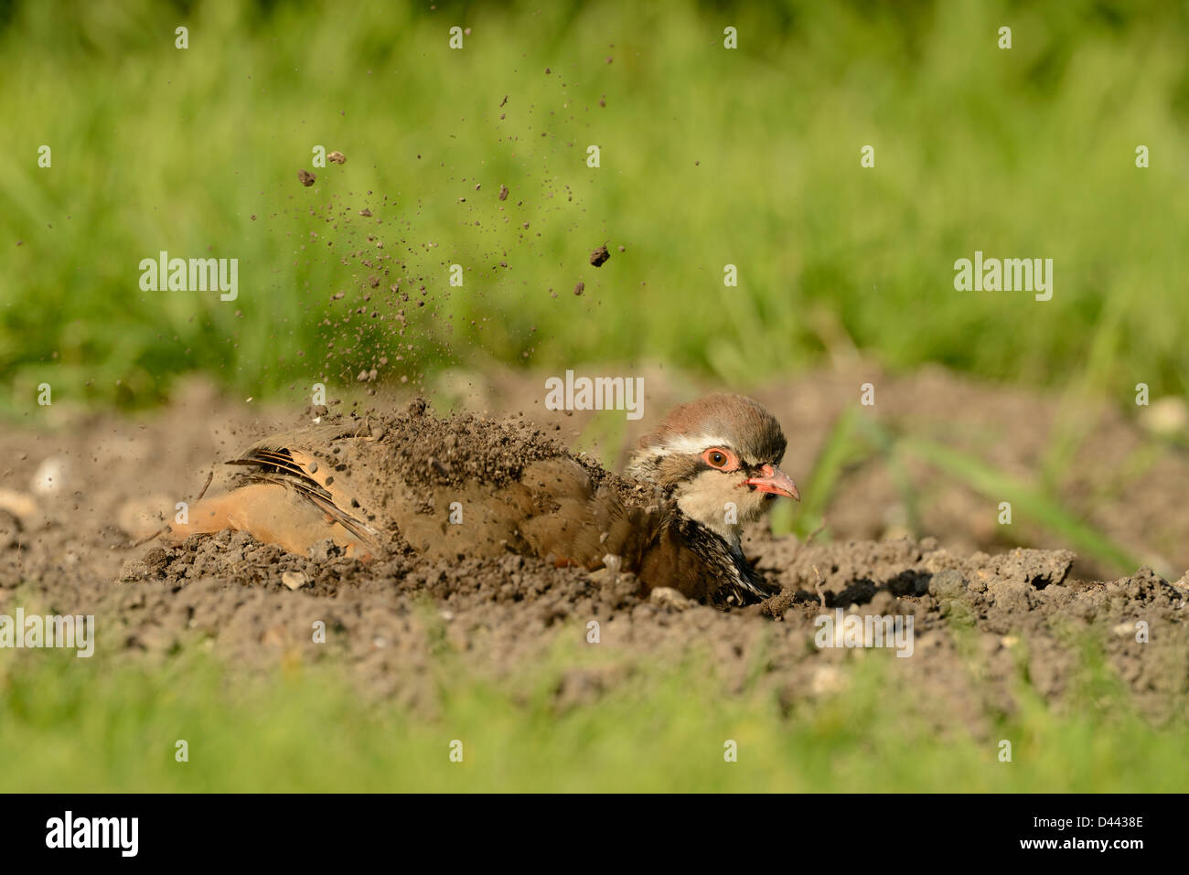 Red-legged Partridge (Alectoris rufa) assis sur le sol, la poussière, baignade, Oxfordshire, Angleterre, septembre Banque D'Images