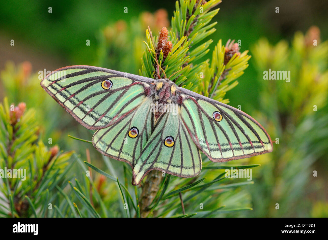 Insecte papillon de lune espagnol graellsia isabellae femelle adulte