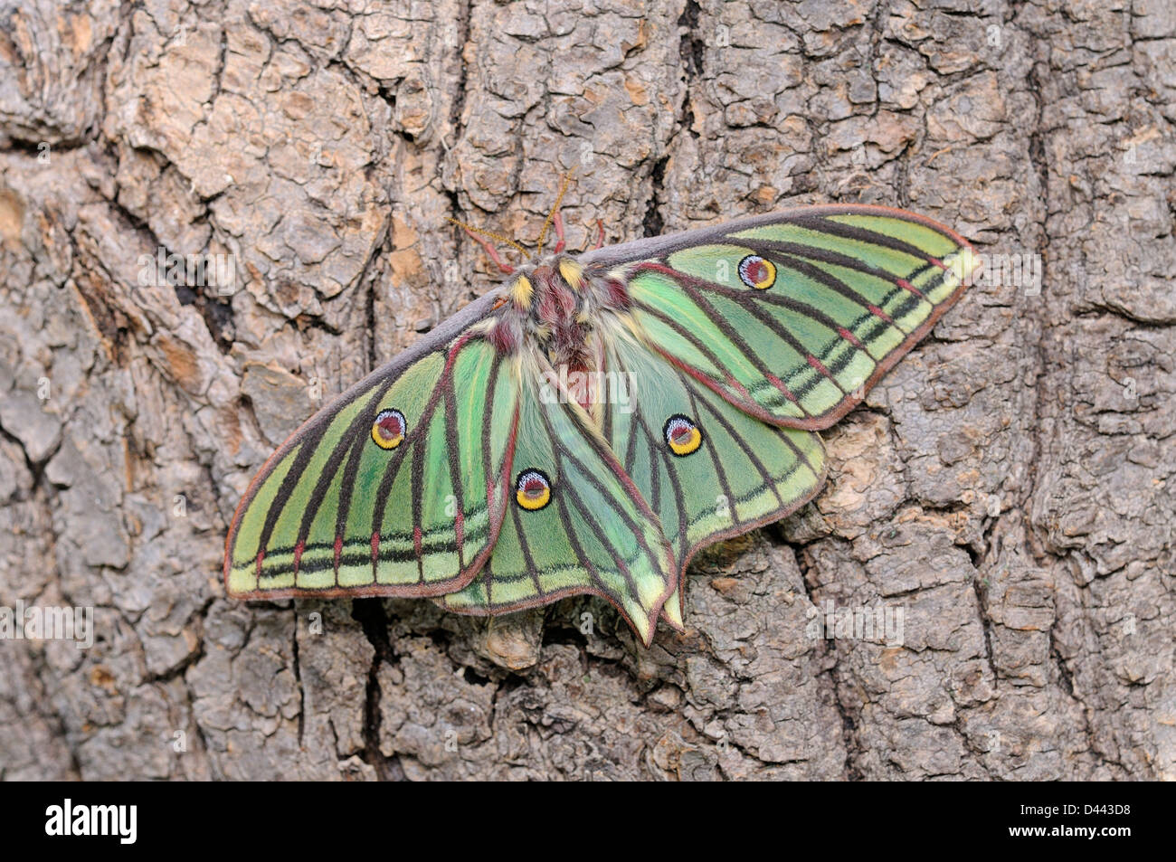 Spanish Moon Moth (Graellsia isabellae) femelle adulte au repos sur tronc d'arbre, élevage en captivité Banque D'Images