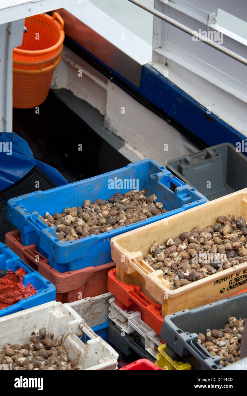 Bigorneaux freshly caught de les décharger de la voile Banque D'Images