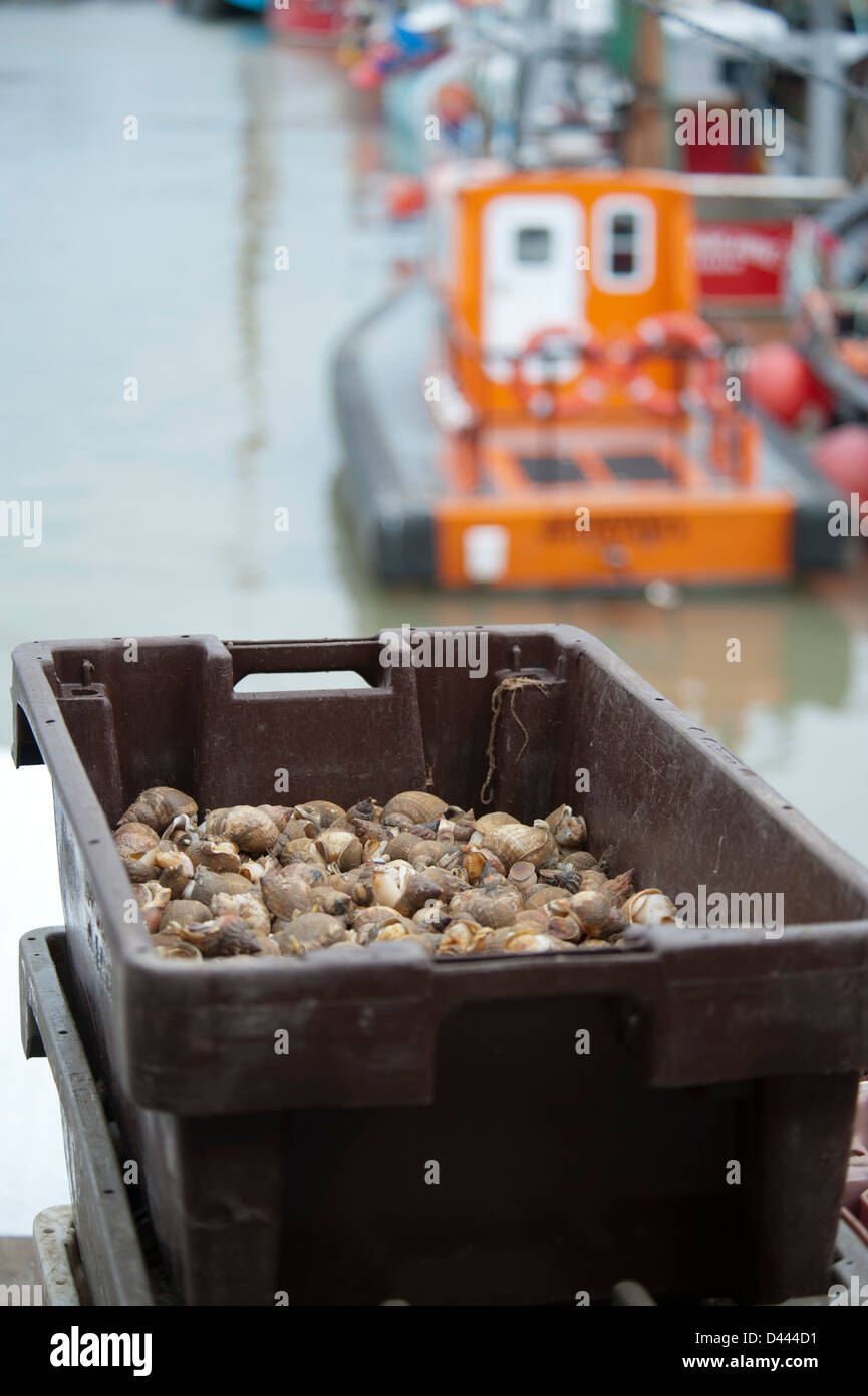 Bigorneaux freshly caught de les décharger de la voile Banque D'Images