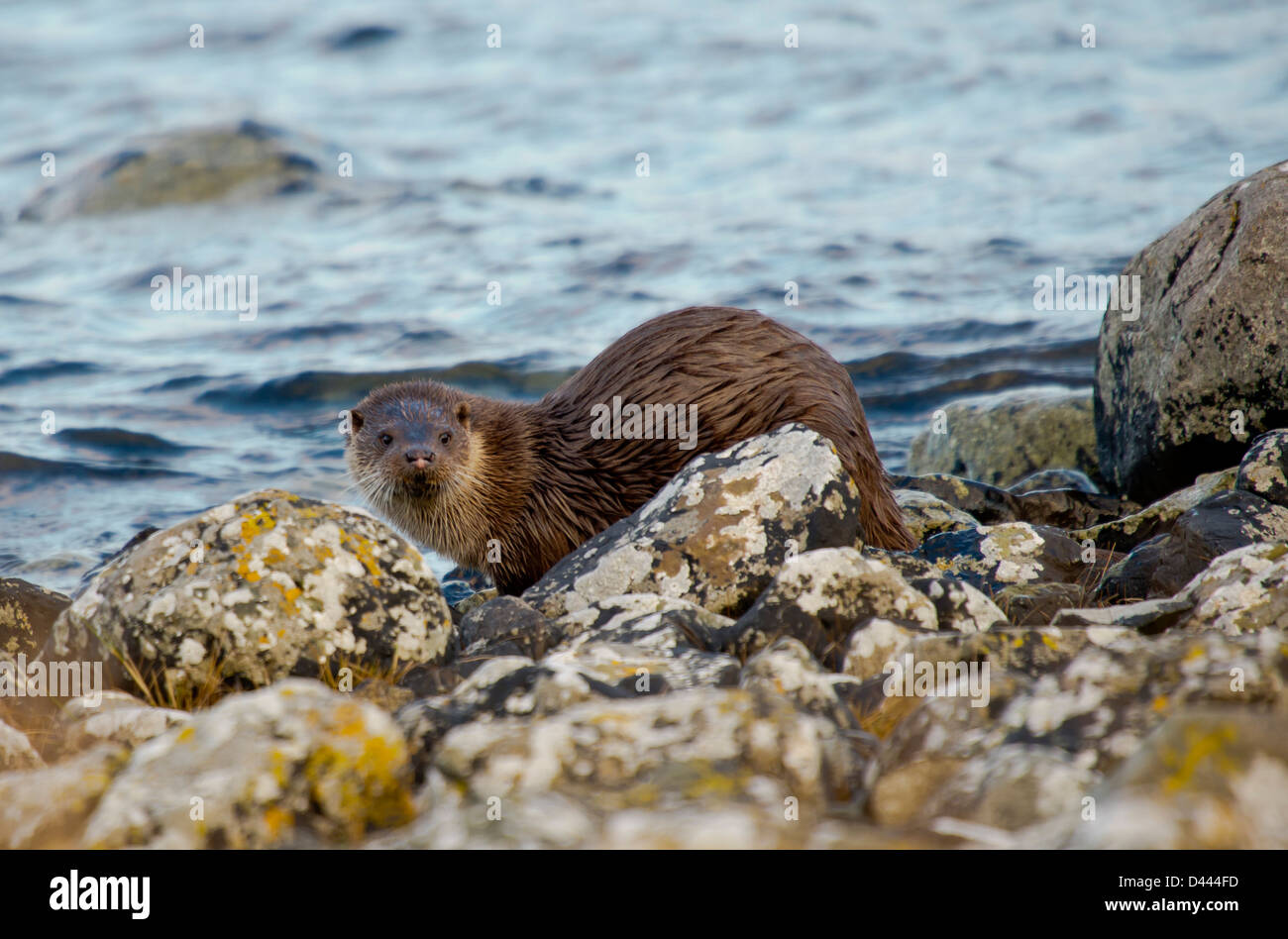 Loutre d’Europe Banque D'Images