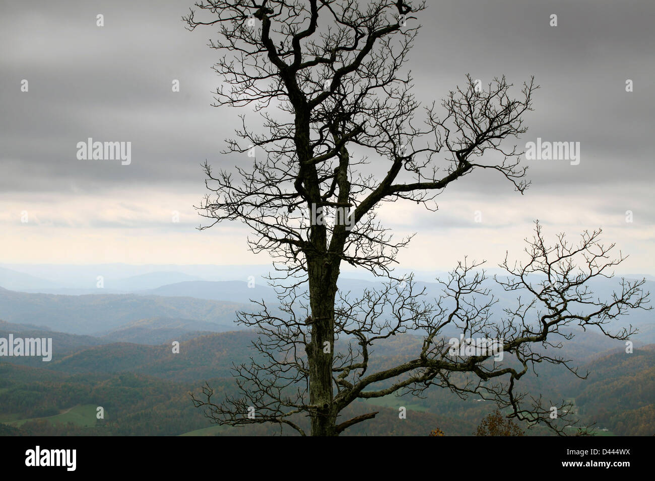 Arbre d'hiver contre ciel gris avec paysage derrière Banque D'Images