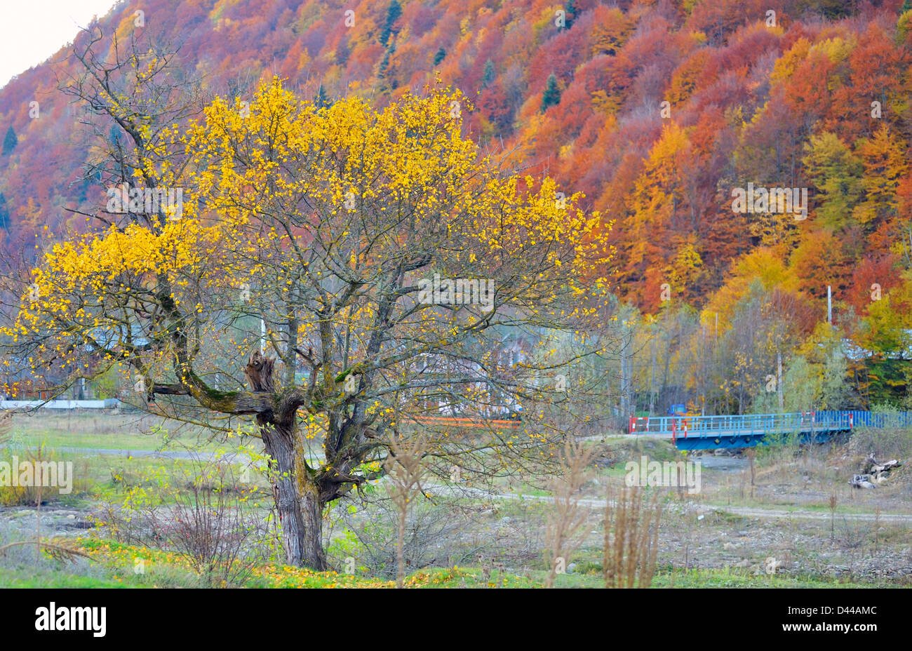 Forêt couverte de feuilles jaunes et Rusty Banque D'Images