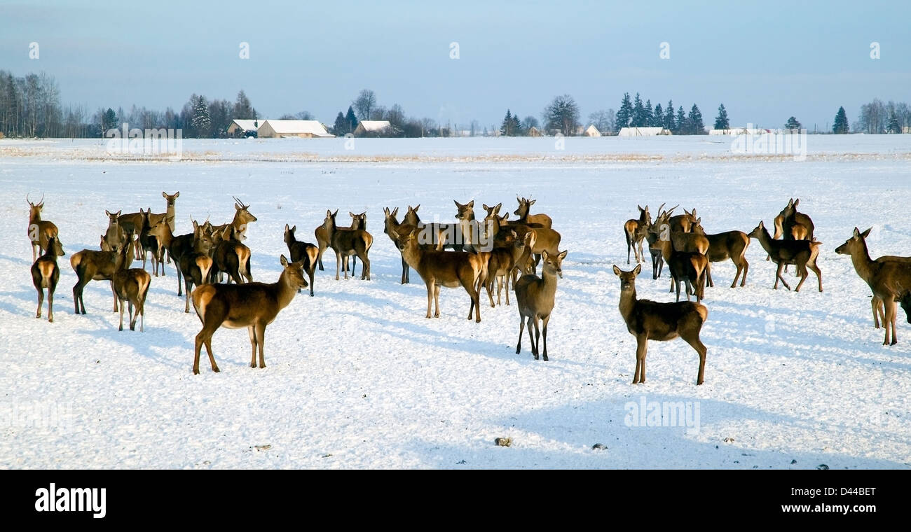 Un troupeau de cerfs dans les champs en hiver Banque D'Images