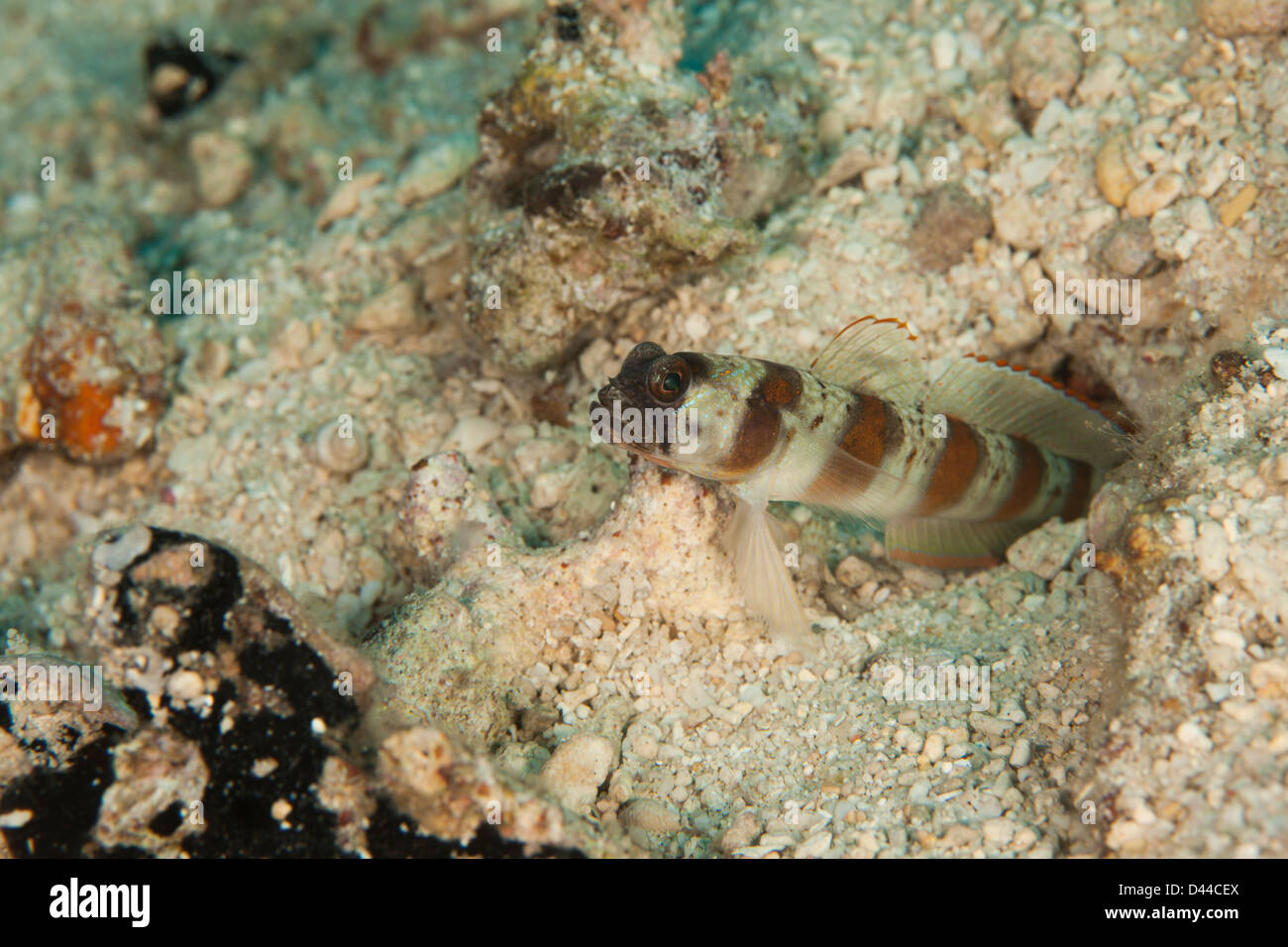 Marge rouge-Shrimpgoby rubrimarginatus Amblyeleotris (peering) hors de son terrier Banque D'Images