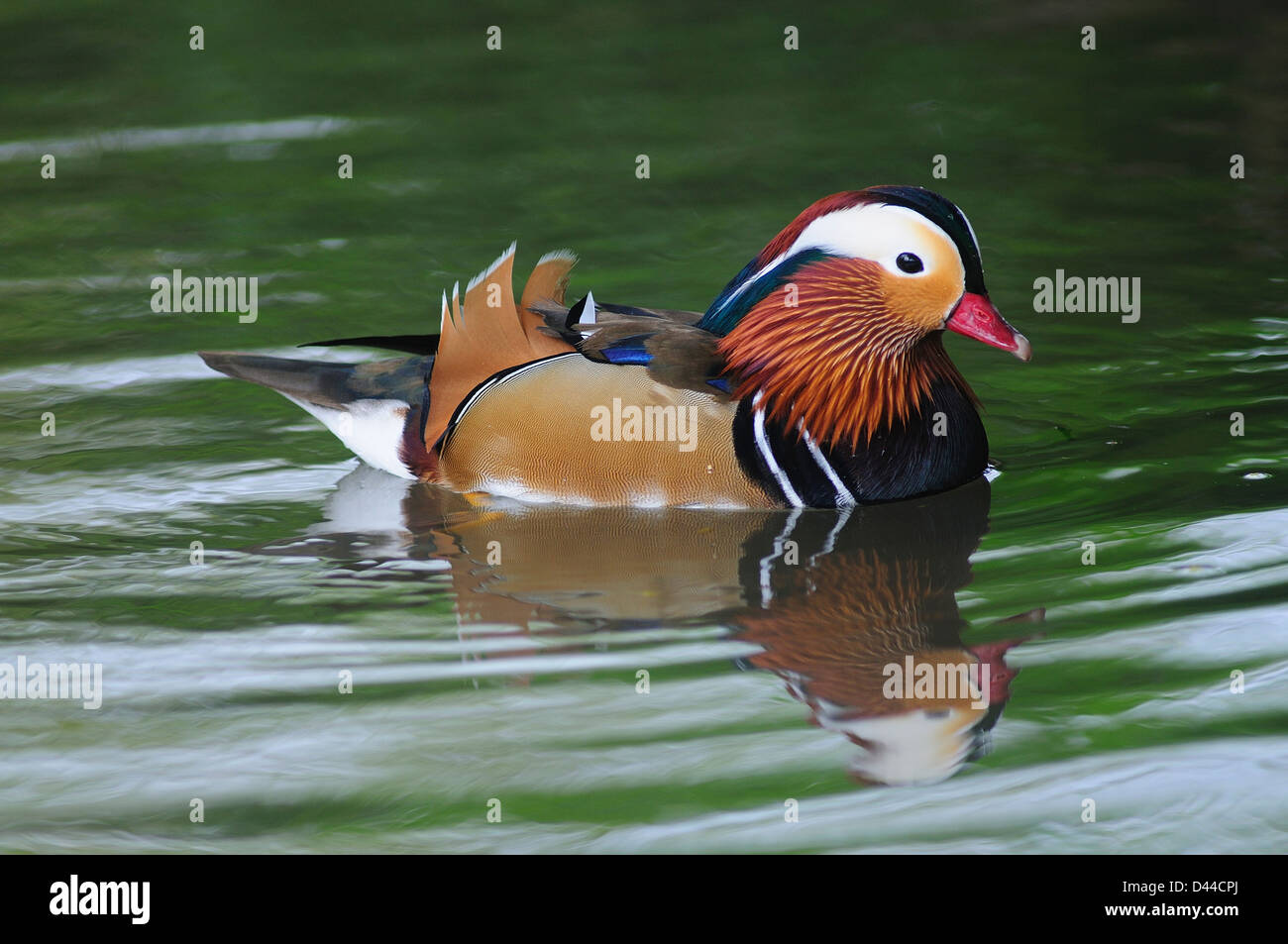 Mandarin drake. Slimbridge, Gloucestershire, Royaume-Uni Mars 2011 Banque D'Images