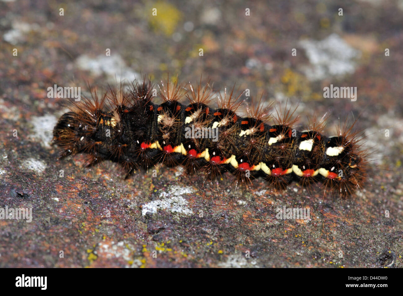Noeud papillon chenille de l'herbe. Dorset, UK Septembre 2011 Banque D'Images