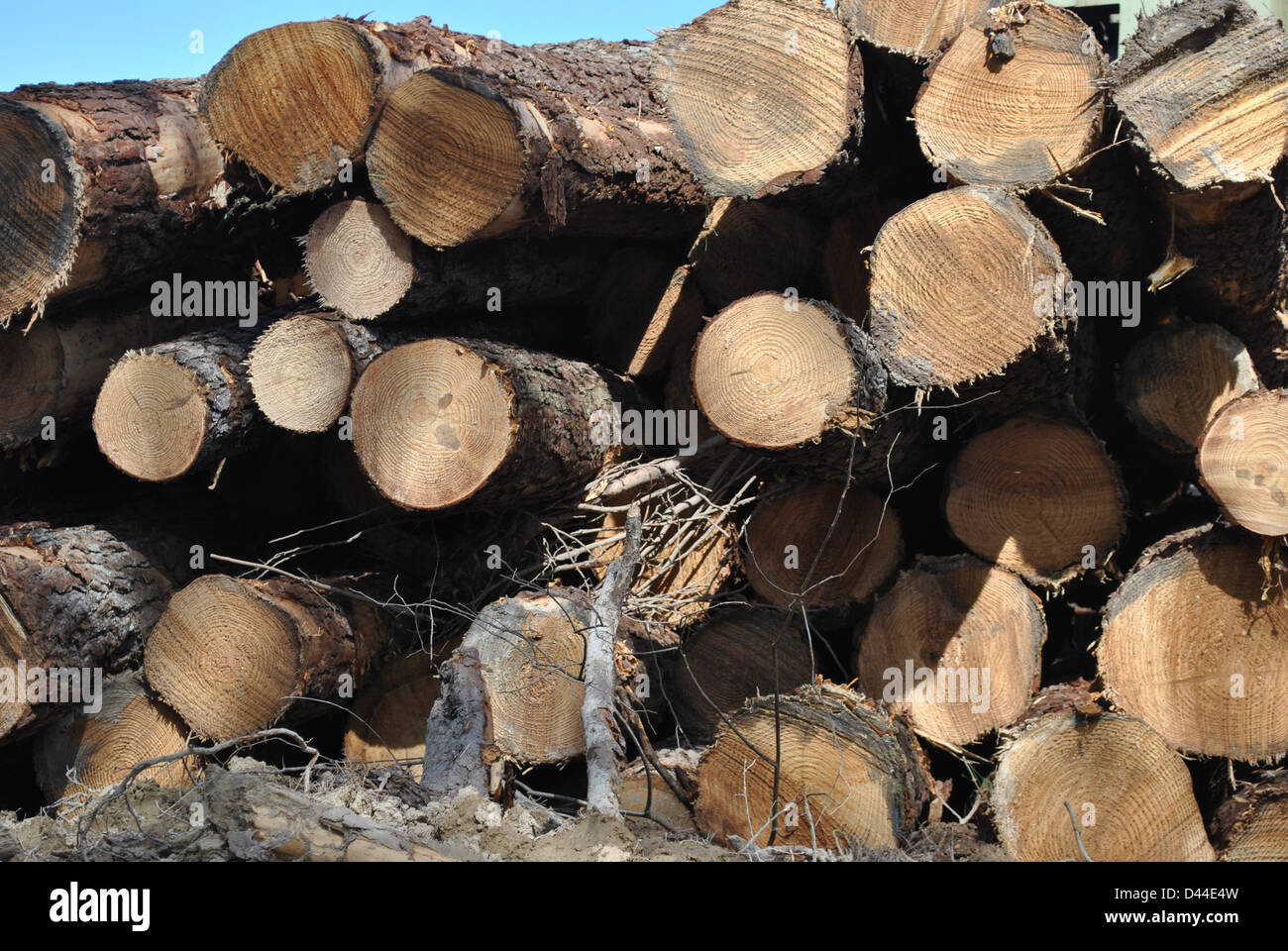 Pile de bois à pâte Banque D'Images