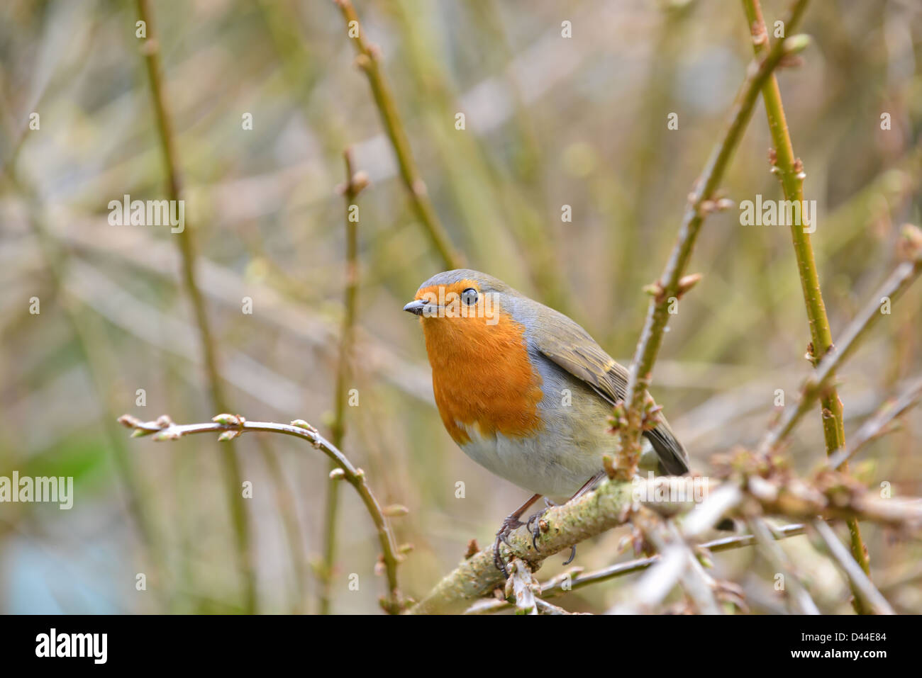 Robin, neige, Noël, log, jardin, hiver, oiseaux Banque D'Images