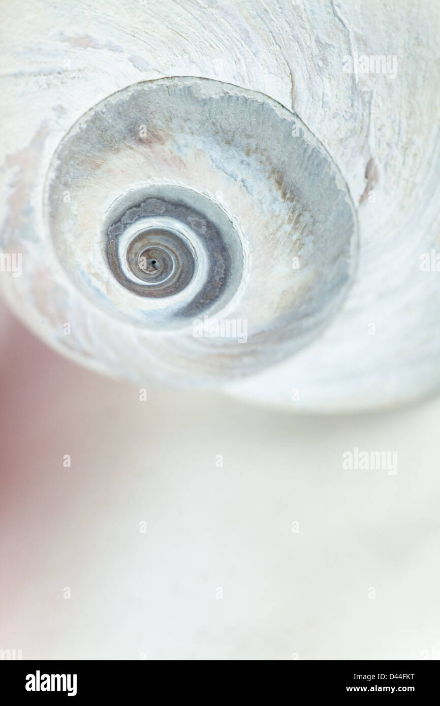 Lune shell, sea shell Banque D'Images