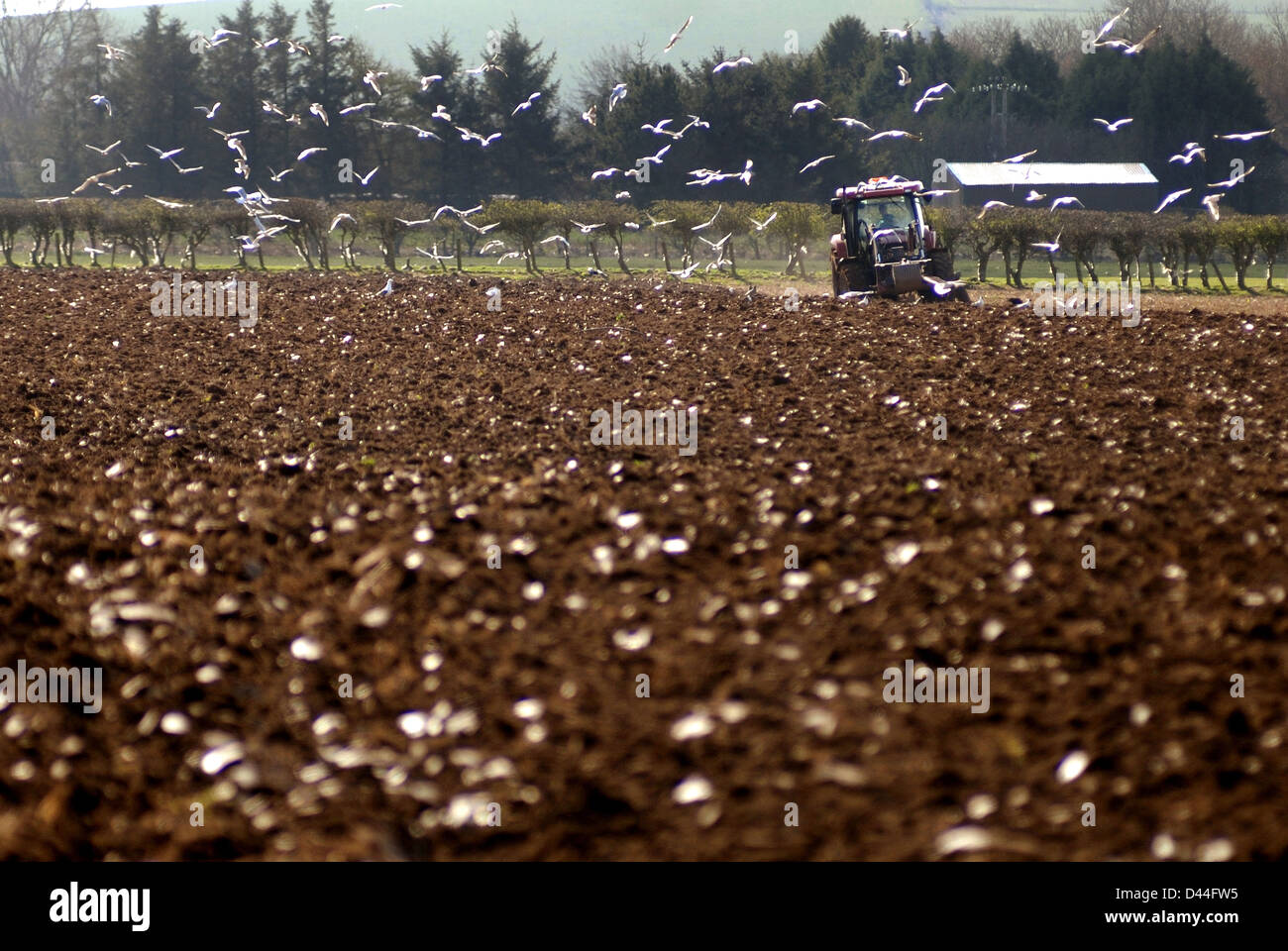 Champ de labour avec tracteur suivant mouettes Banque D'Images