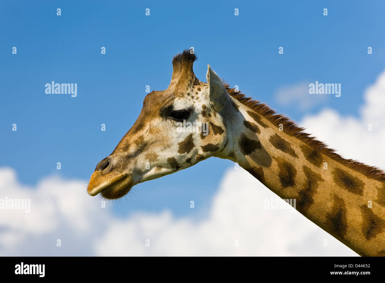 Tête de girafe sur un ciel bleu avec quelques nuages à l'arrière-plan Banque D'Images