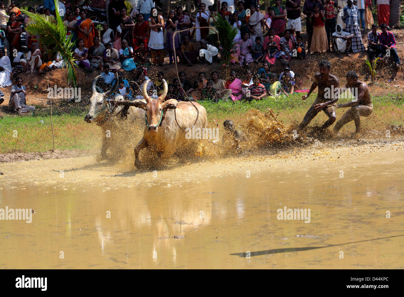 Maramadi, ox la race ou Bull Surfing in Kerala, Inde Banque D'Images