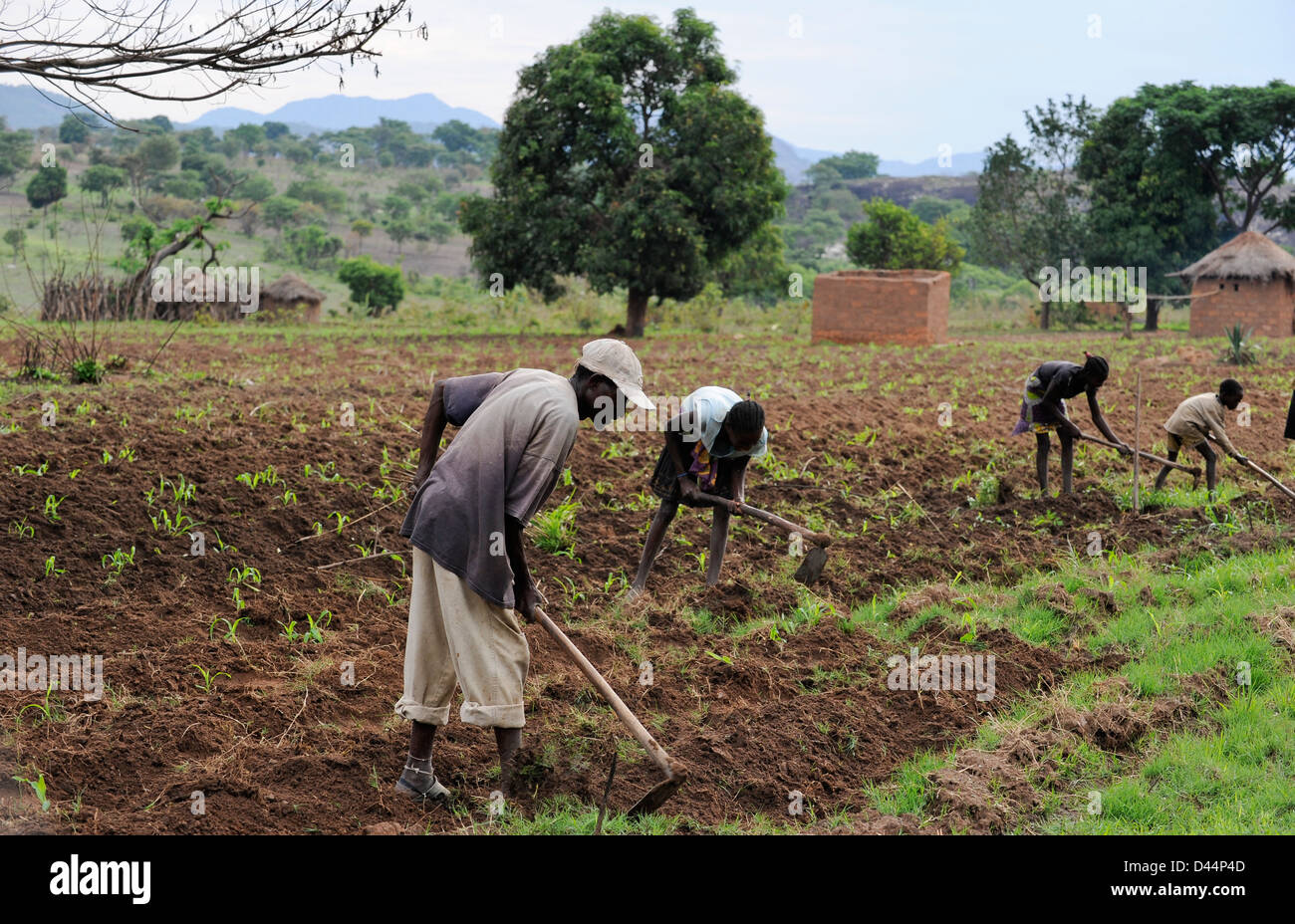 Angola Kwanza Sul Les Cultures Vivrieres Comme Le Mais Le Mais Ou Le Manioc L Agriculture Au Village Pres De Waku Kungo Photo Stock Alamy Angola Kwanza Sul Les Cultures Vivrieres Comme Le Mais Le Mais Ou Le Manioc L Agriculture Au Village Pres De Waku Kungo Photo Stock Alamy