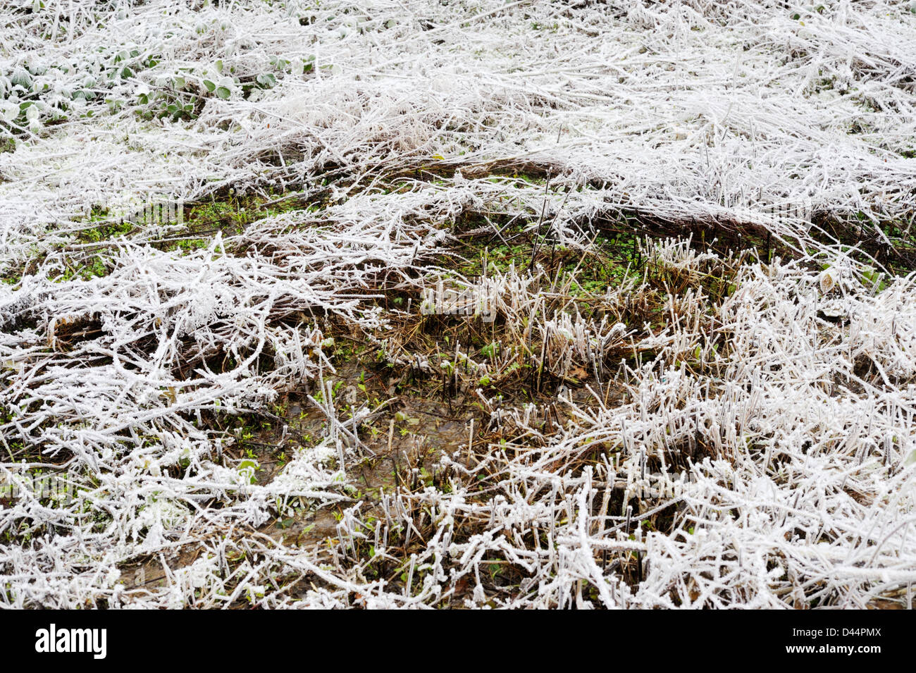 Une chasse d'eau dans un champ gelé, plus chaude que son environnement, constitue une niche écologique, au Pays de Galles. Banque D'Images