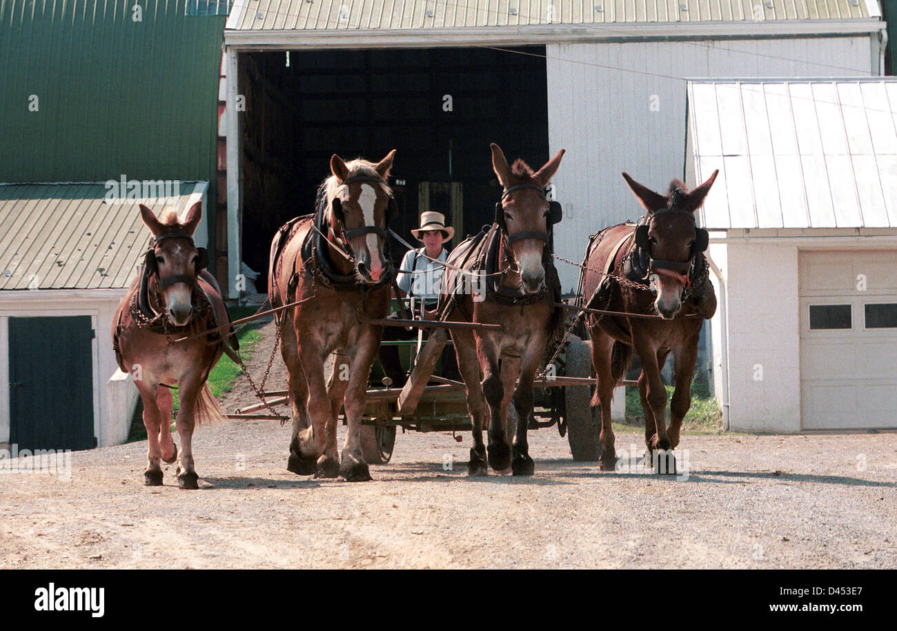Garçon Amish avec attelage de chevaux et mulets,agriculture,Néerlandais  mules et chevaux pour labourer un champ,les méthodes agricoles  traditionnelles, le travail d'équipe Photo Stock - Alamy