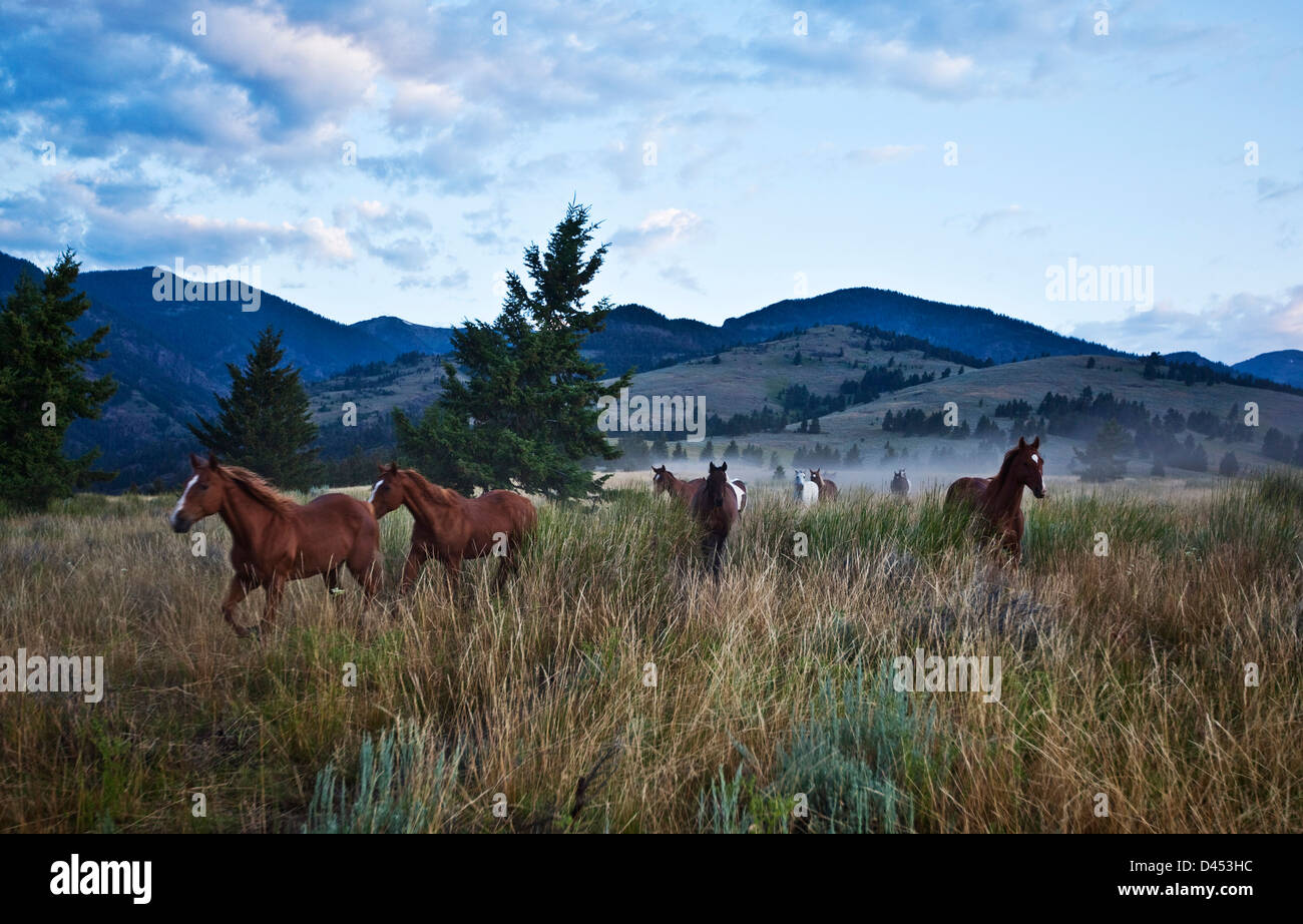 En poussant les chevaux pour ranch, Montana, USA Banque D'Images