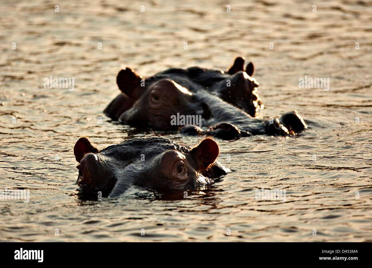 Hippopotamus nager dans l'eau, Phinda Game Reserve, Afrique du Sud Banque D'Images