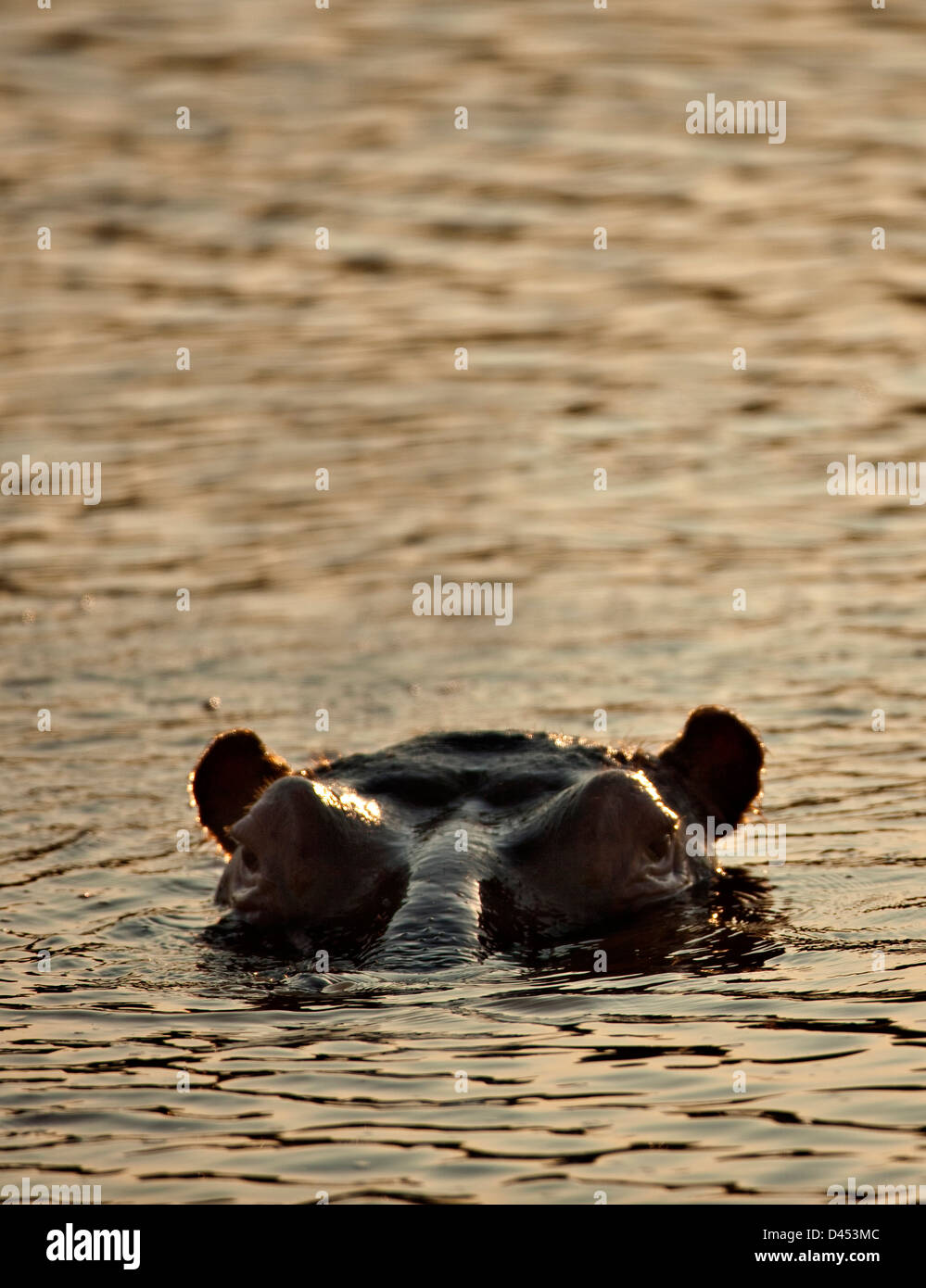Hippopotamus nager dans l'eau, Phinda Game Reserve, Afrique du Sud Banque D'Images