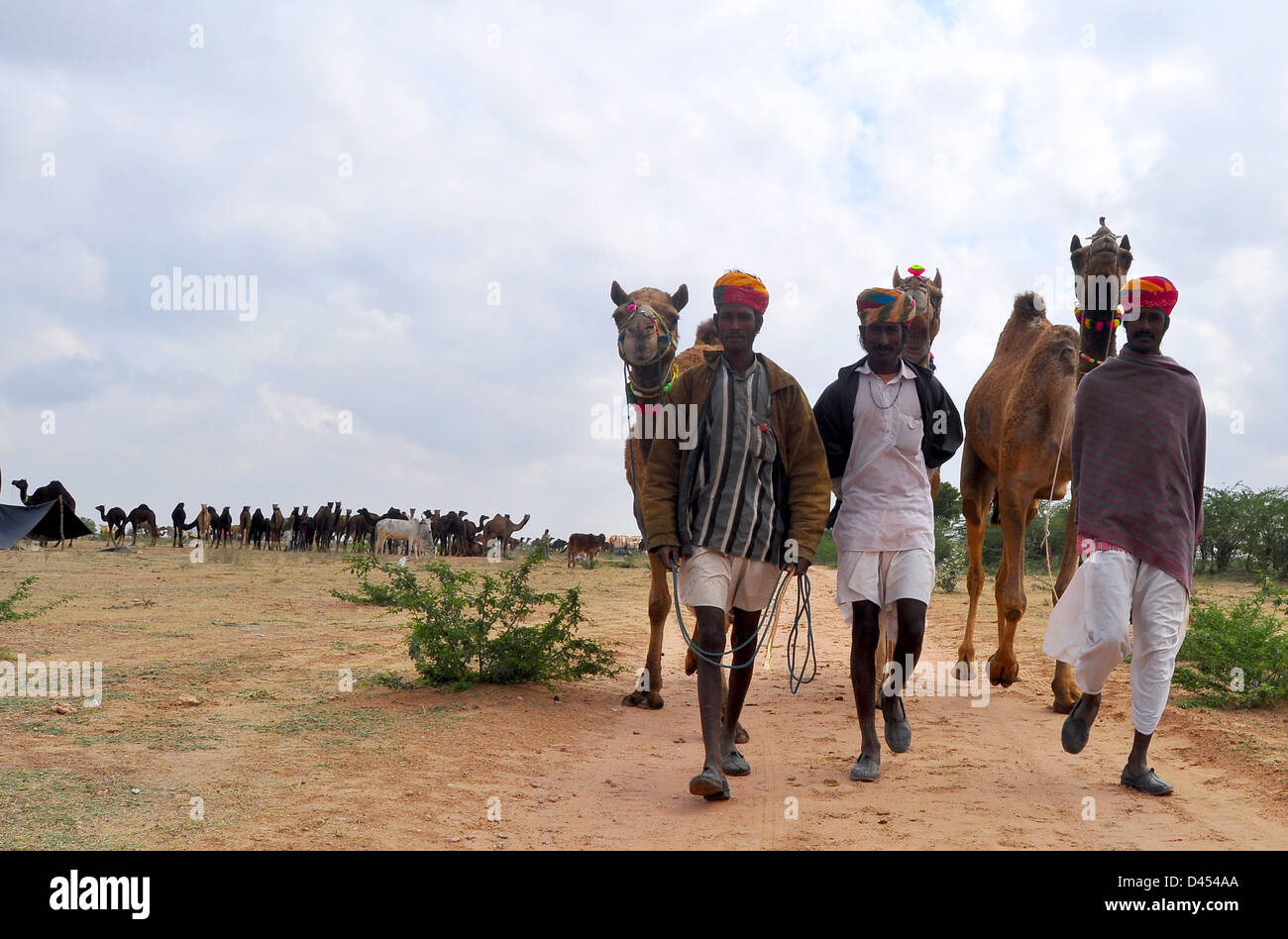 Chameliers avec leurs chameaux, bovins à un juste dans l'ouest de la ville indienne de Nagaur, au Rajasthan State Banque D'Images