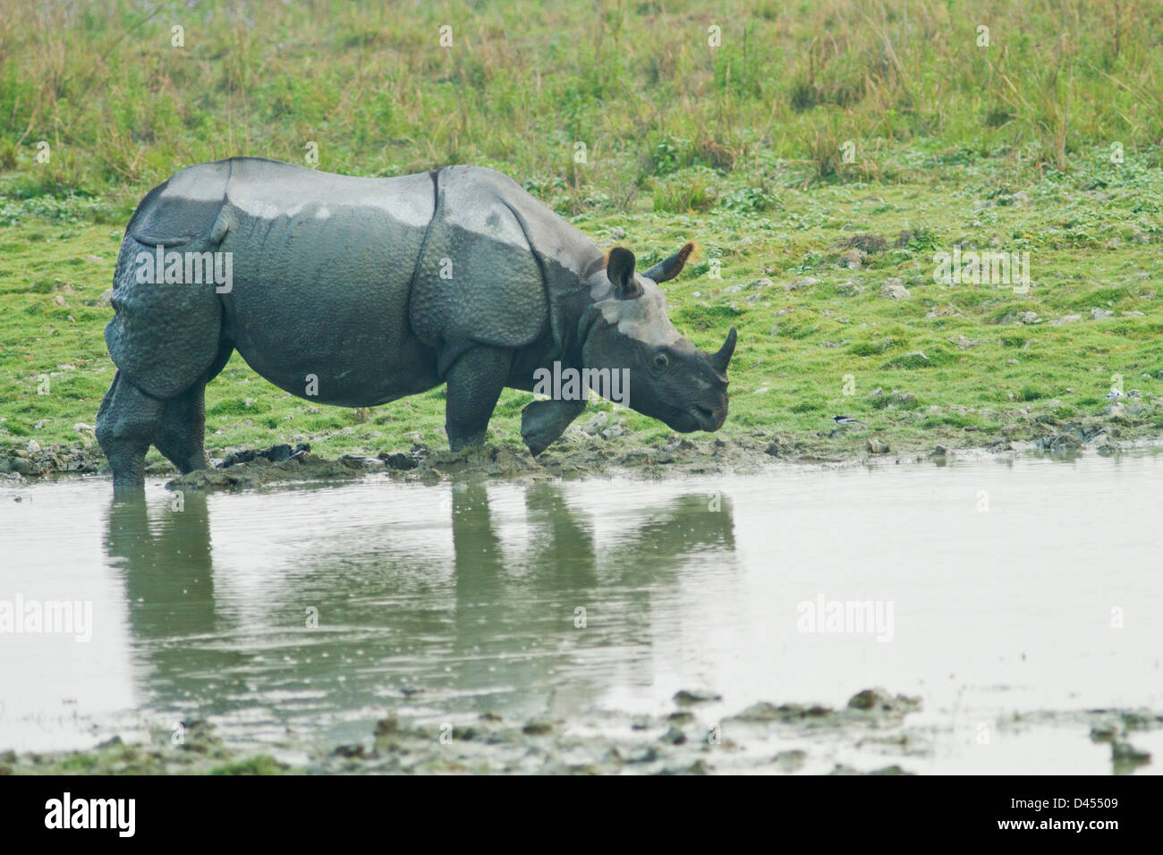 Un rhinocéros unicornes à la jungle, étang, parc national de Kaziranga, Inde. Banque D'Images