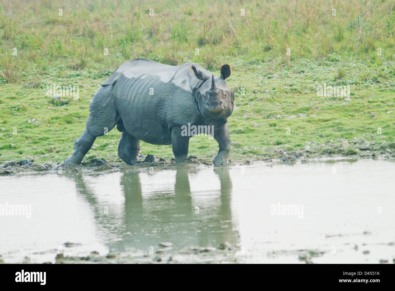 Un rhinocéros unicornes entrant dans la jungle, étang, parc national de Kaziranga, Inde Banque D'Images
