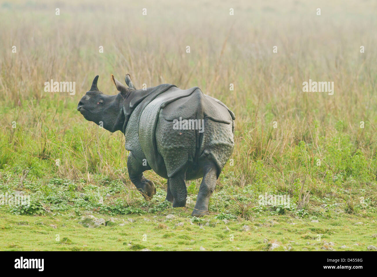 Un rhinocéros unicornes dans de vastes prairies, parc national de Kaziranga, Inde Banque D'Images