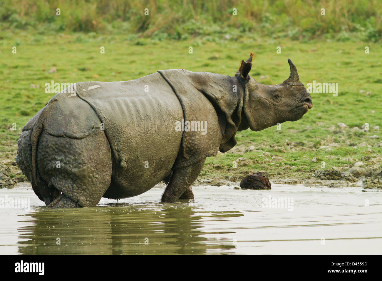 Un rhinocéros unicornes dans la jungle du parc national de Kaziranga, étang, Inde Banque D'Images