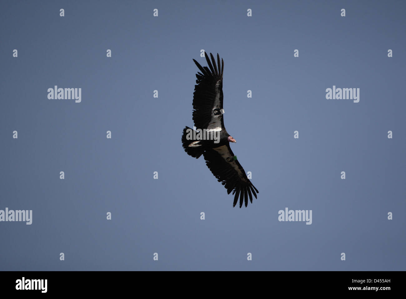 Condor de Californie Banque D'Images