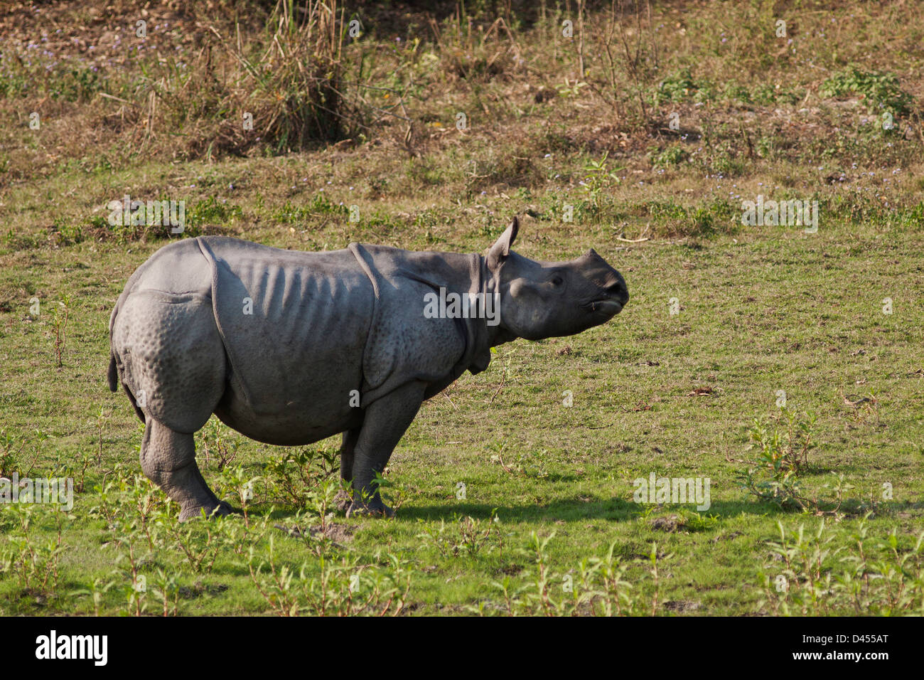 Les jeunes dans les prairies ouvertes rhinocéros, parc national de Kaziranga, Inde Banque D'Images