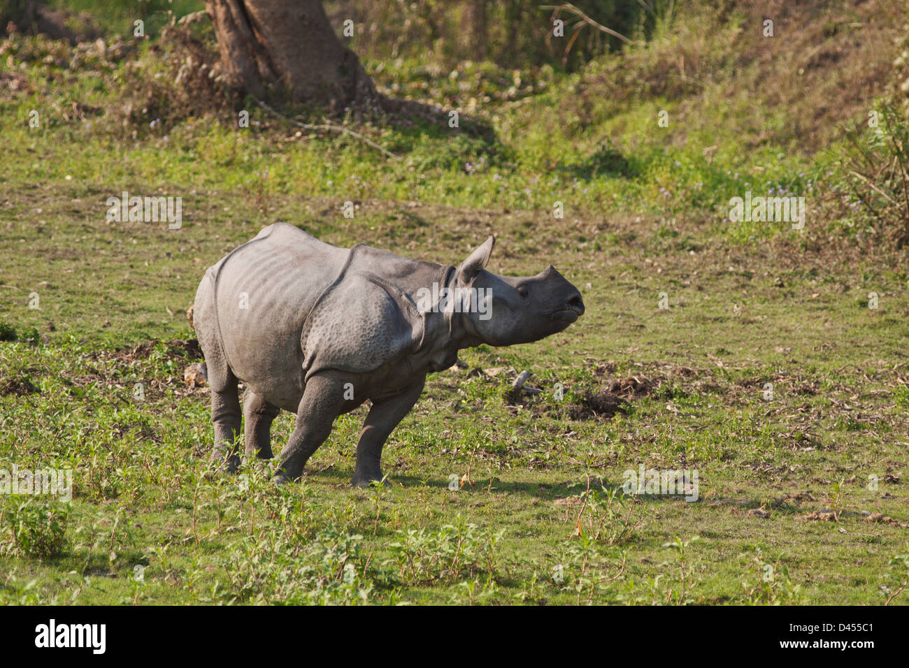 Les jeunes dans les prairies ouvertes rhinocéros, parc national de Kaziranga, Inde Banque D'Images
