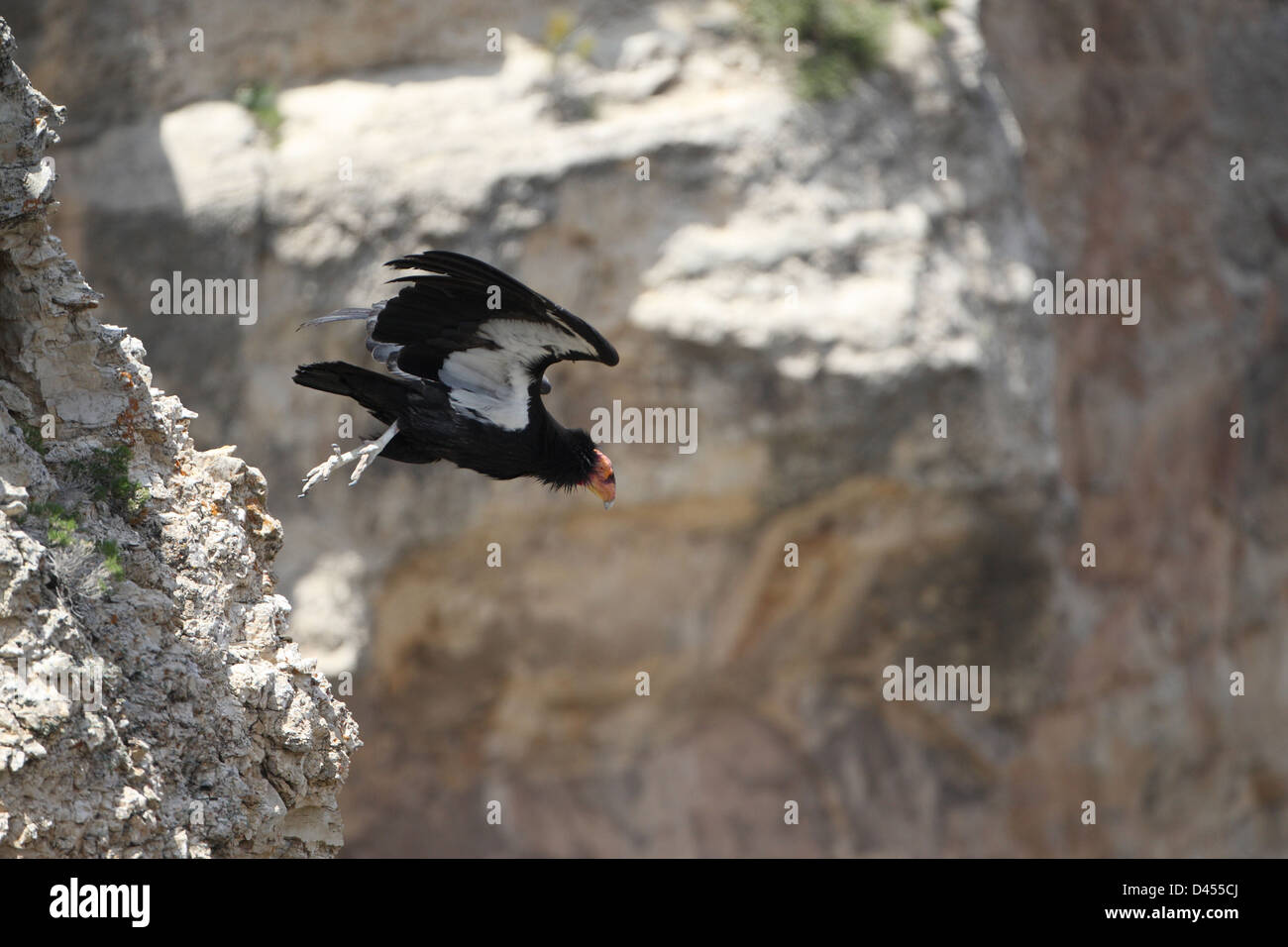 Condor de Californie Banque D'Images