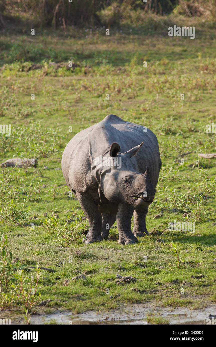 Un rhinocéros unicornes dans la prairie. Banque D'Images