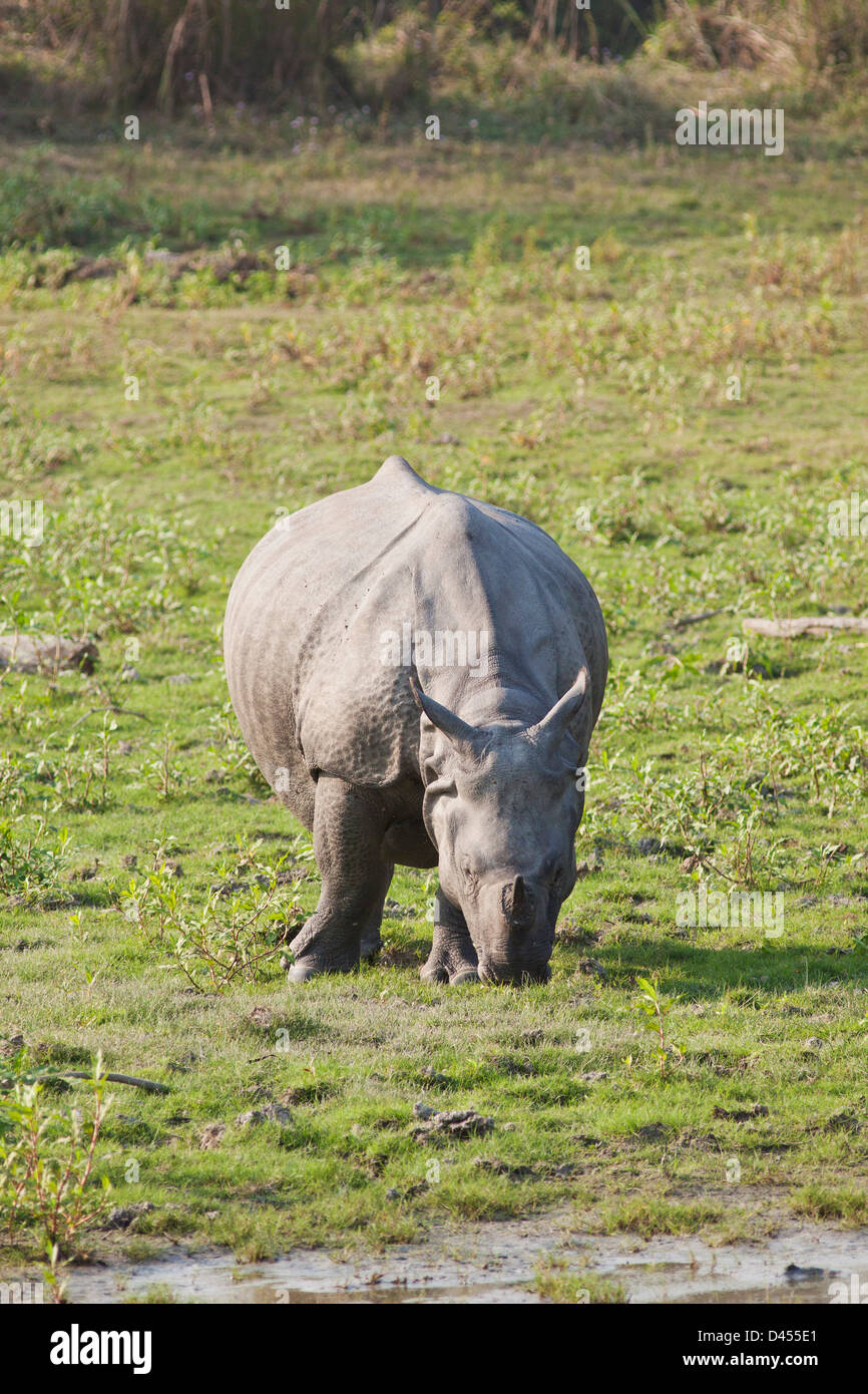 Un rhinocéros unicornes l'alimentation. Banque D'Images