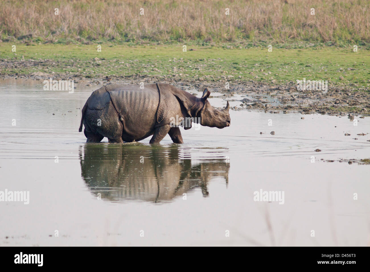 Un rhinocéros unicornes dans l'étang de la jungle. Banque D'Images