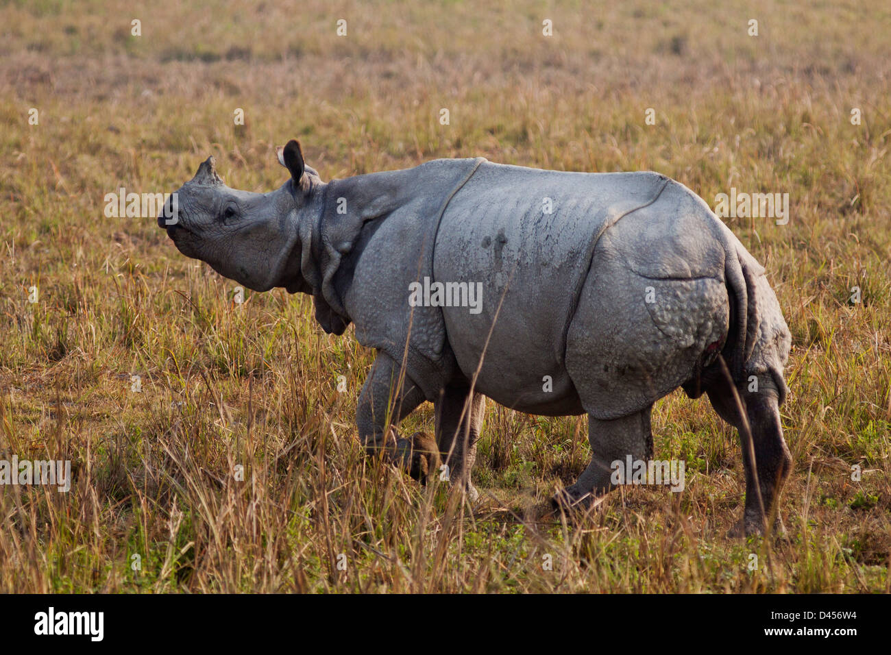 Un rhinocéros unicornes en déplacement. Banque D'Images