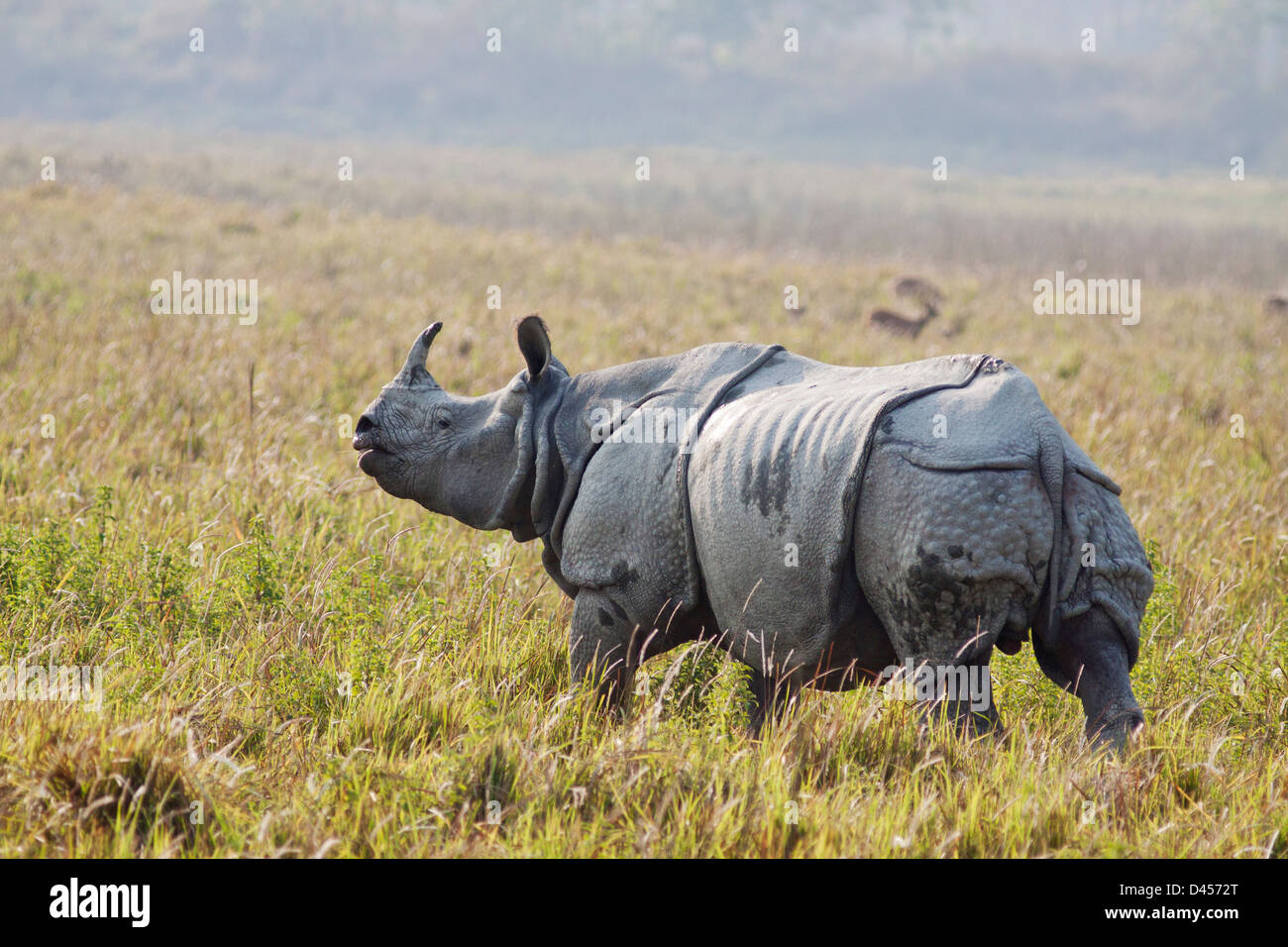 Un rhinocéros unicornes dans la prairie ouverte Banque D'Images