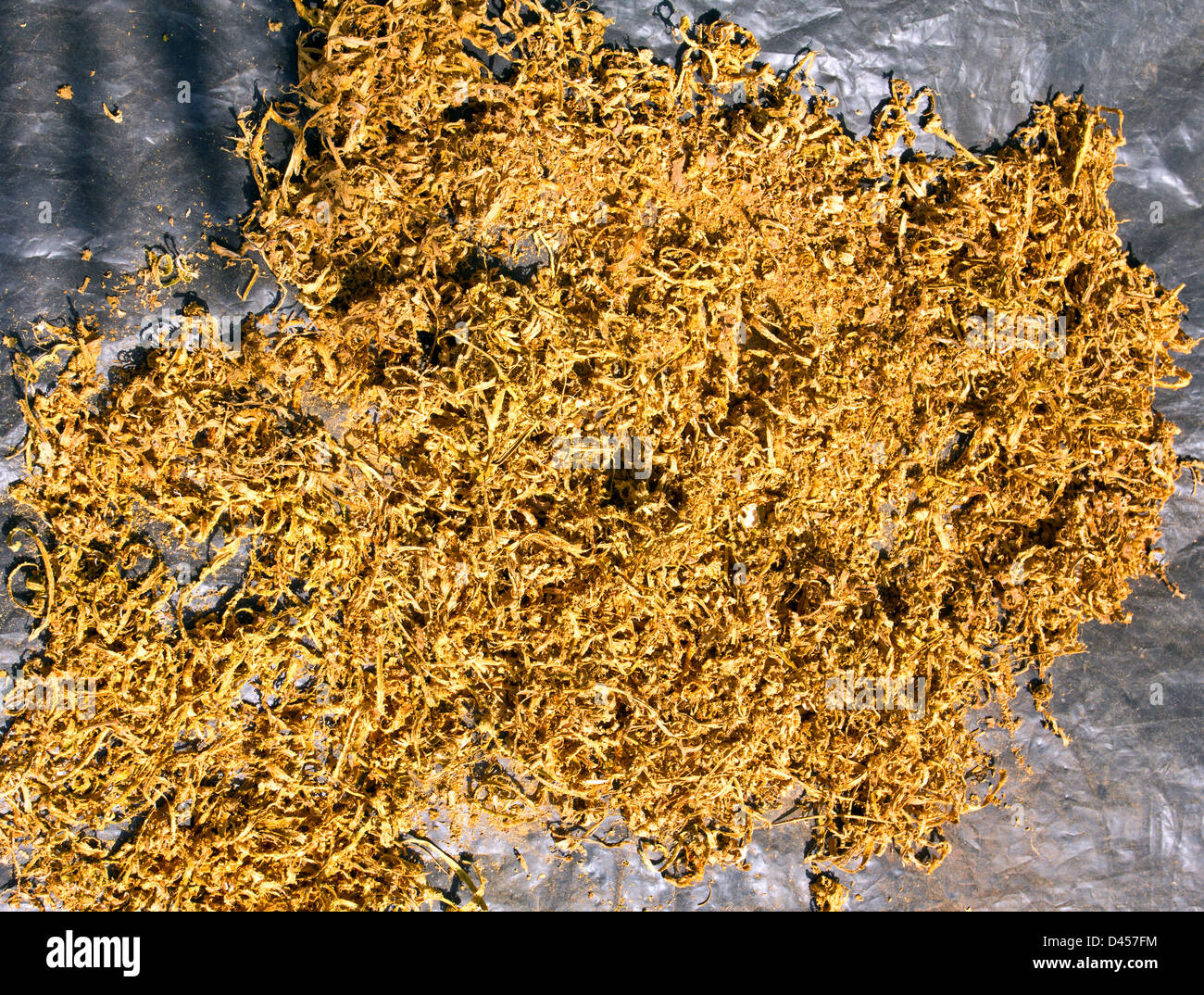 Écorce de cannelle fraîchement PELÉES MIS À SÉCHER AU SOLEIL AU SRI LANKA Banque D'Images