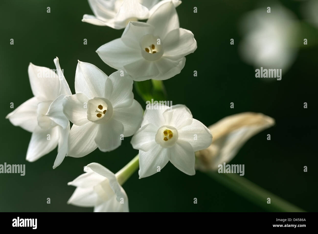 Narcissus Papyraceus Banque D'Images