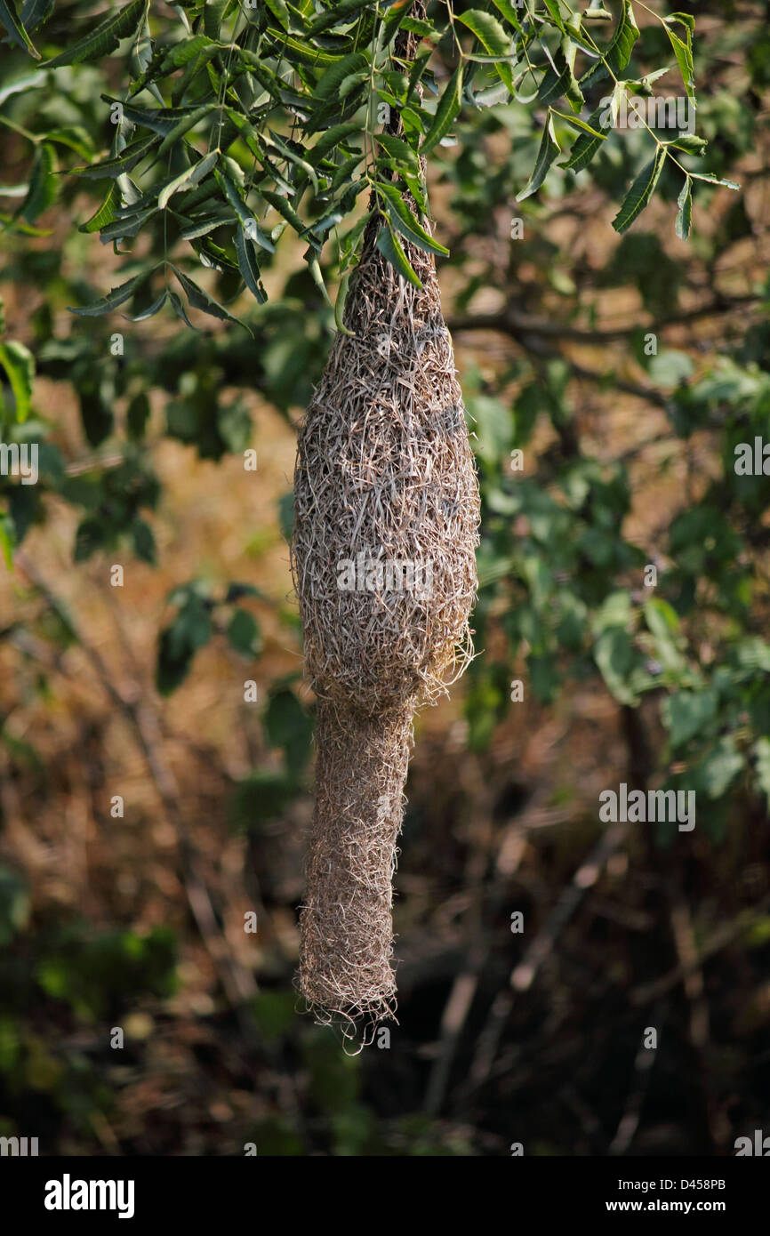 Baya Weaver Ploceus Philippinus Oiseau, Nid, Inde Banque D'Images