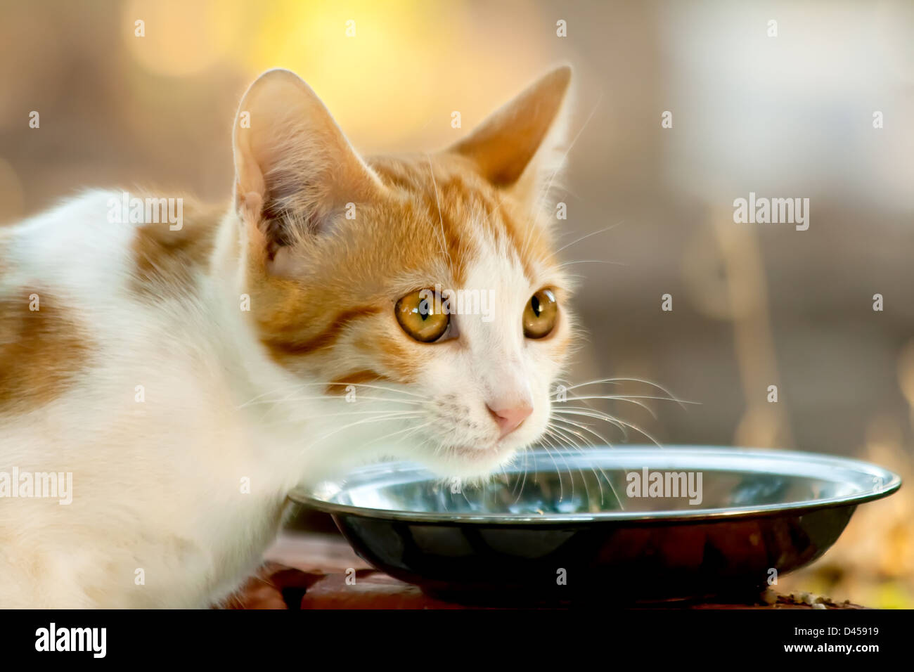 Chaton affamé devant une soucoupe pleine de lait. Banque D'Images